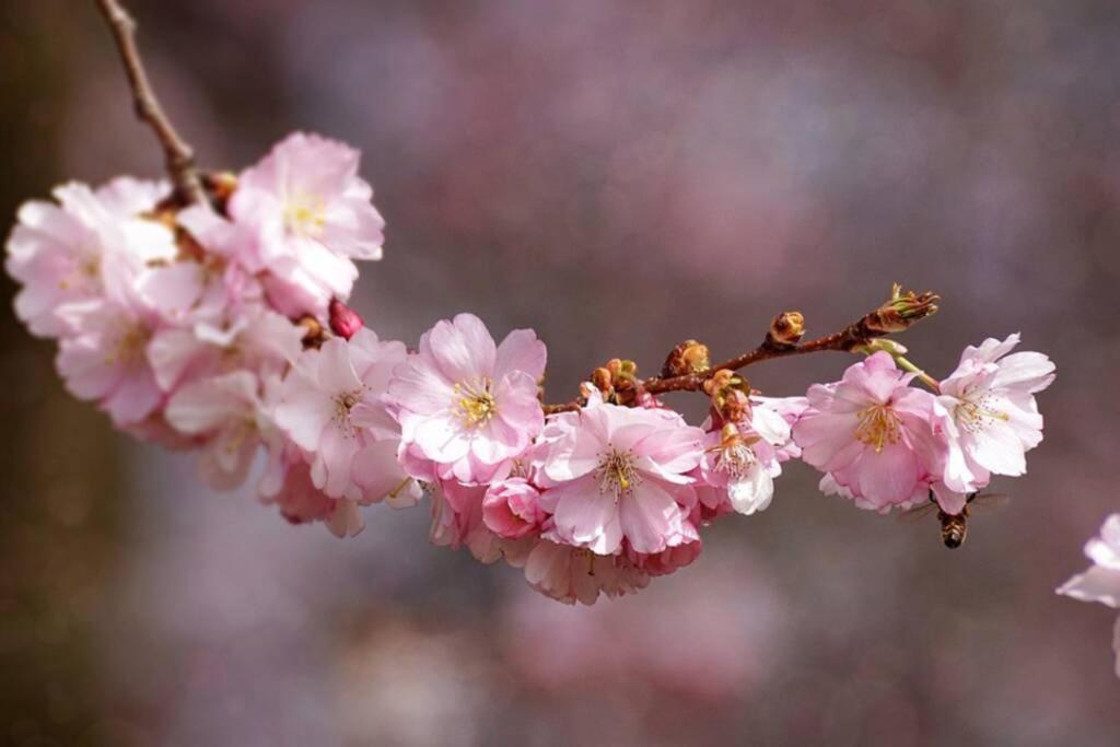 Gite Au Printemps Japonais, Petit Train De La Mure, Parc Des Ecrins Pierre-Chatel ภายนอก รูปภาพ